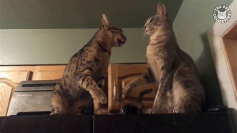 the pet collective videos fake friends are the worst